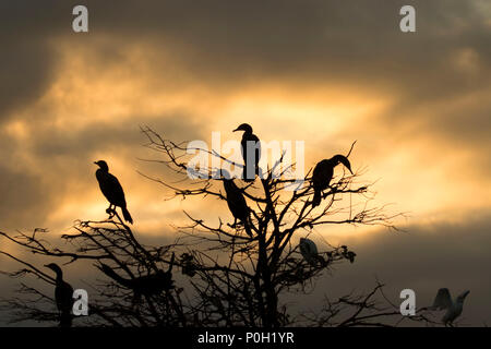 Doppelklicken Kormoran (Phalacrocorax auritus) Silhouette crested, Wakodahatchee Feuchtgebiete, Delray Beach, Florida Stockfoto