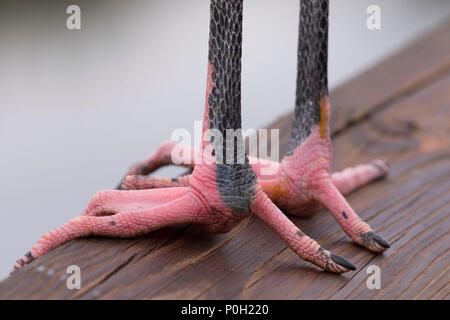 Holz Stork (Mycteria americana) Füße, Wakodahatchee Feuchtgebiete, Delray Beach, Florida Stockfoto