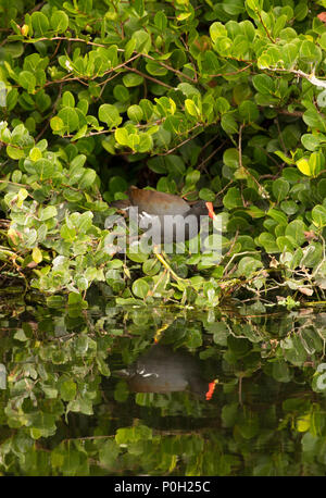 (Common gallinule Gallinula galeata), Green Cay Nature Center, Boynton Beach, Florida Stockfoto