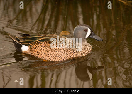 Blue-winged Teal (Anas discors), Green Cay Nature Center, Boynton Beach, Florida Stockfoto