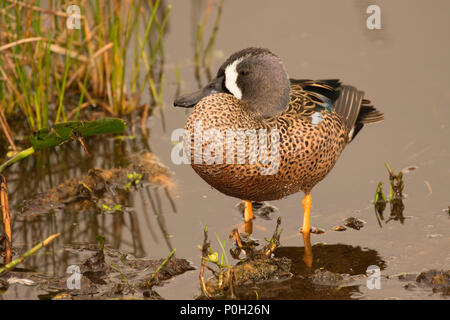 Blue-winged Teal (Anas discors), Green Cay Nature Center, Boynton Beach, Florida Stockfoto