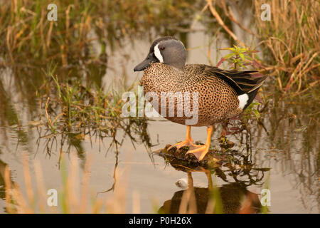 Blue-winged Teal (Anas discors), Green Cay Nature Center, Boynton Beach, Florida Stockfoto