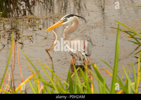 Great Blue Heron (Ardea herodias) mit Schlange, ruhigen Gewässern Heiligtum, Wellington, Florida Stockfoto