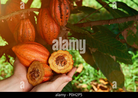 Natürliche cacao Bauernhof Hintergrund. Rohe frische Kakaofrucht in Landwirt Hände close-up Stockfoto