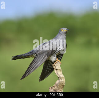 Kuckuck - Cuculus canorus Stockfoto