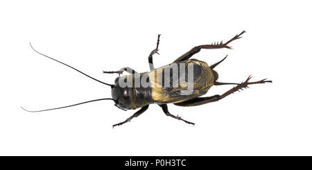 Feld Kricket - Gryllus campestris Männlich Stockfoto