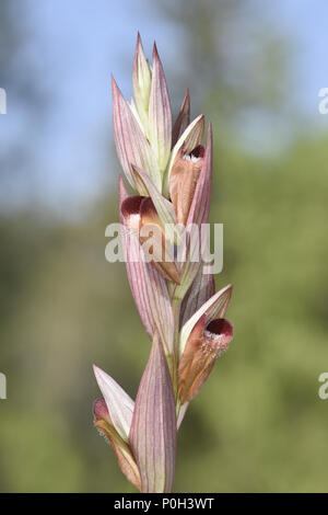 Lange Lippen Zunge Orchidee - Serapias vomeracea Stockfoto