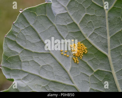 Leuchtend gelben Eier der Große Kohlweißling. Pieris brassicae. Stockfoto