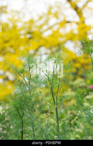 Anethum graveolens. Dill wächst in einen englischen Garten. Großbritannien Stockfoto