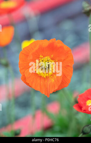 Papaver nudicaule 'Gartenzwerg'. Isländische Poppy Flower Stockfoto