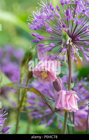 Aquilegia vulgaris. Rosa Columbine Blumen, die selbst in einem Garten Grenze gesät. Großbritannien Stockfoto