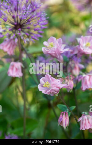 Aquilegia vulgaris. Rosa Columbine Blumen, die selbst in einem Garten Grenze gesät. Großbritannien Stockfoto