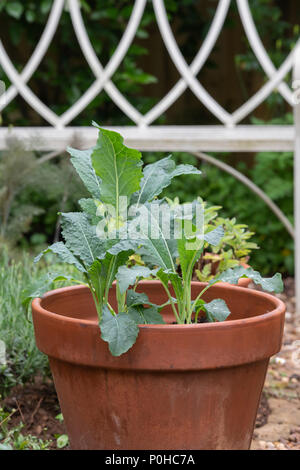 Brassica oleracea acephala. Junge Kale "Nero di Toscana" Pflanze in einem Topf. UK. Toskanische Kale/schwarz Kohl Stockfoto