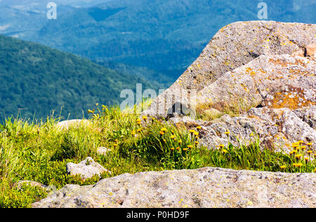 Felsen am Rand einer grasbewachsenen Hügel. gelber Löwenzahn unter den Felsen. schöne Natur Landschaft in den Bergen Stockfoto