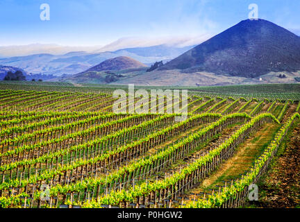 Reihen von Reben im Edna Valley an der zentralen Küste von Kalifornien im Landesinneren von Pismo Beach. Stockfoto