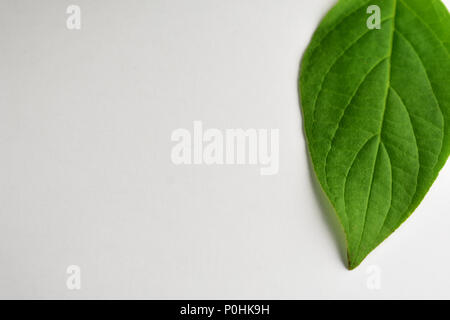 Helle grüne Blätter Hintergrund. Stockfoto