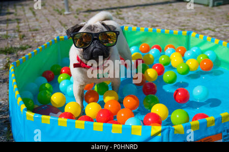 Mops Welpen mit Sonnenbrille Abkühlung im Planschbecken mit bunten Bällen im Wasser schwimmenden Stockfoto