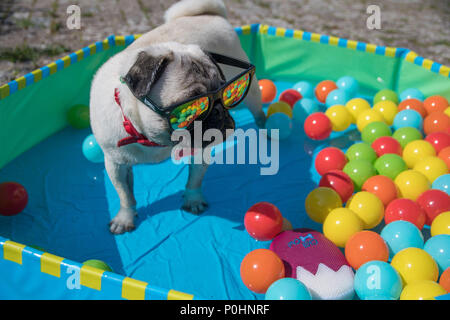 Mops Welpen mit Sonnenbrille Abkühlung im Planschbecken mit bunten Bällen im Wasser schwimmenden Stockfoto