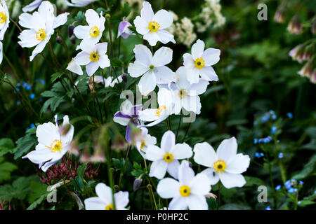 Chatsworth, Großbritannien. 9 Jun, 2018. Anemone in der freien Natur zeigen Garten RHS Chatsworth Flower Show, UK. Credit: Athina England/Alamy Leben Nachrichten. Stockfoto