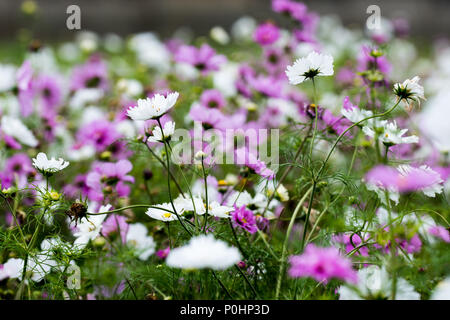 Chatsworth, Großbritannien. 9 Jun, 2018. Cosmos Flower Chatsworth boader RHS Flower Show, UK. Credit: Athina England/Alamy Leben Nachrichten. Stockfoto