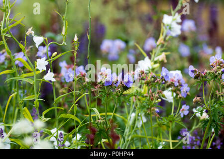 Chatsworth, Großbritannien. 9 Jun, 2018. Elastische Bewegung lange Boarder RHS Chatsworth Flower Show, UK. Credit: Athina England/Alamy Leben Nachrichten. Stockfoto