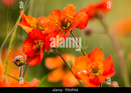 Chatsworth, Großbritannien. 9 Jun, 2018. Geum Summer Breeze RHS Chatsworth Flower Show, UK. Credit: Athina England/Alamy Leben Nachrichten. Stockfoto