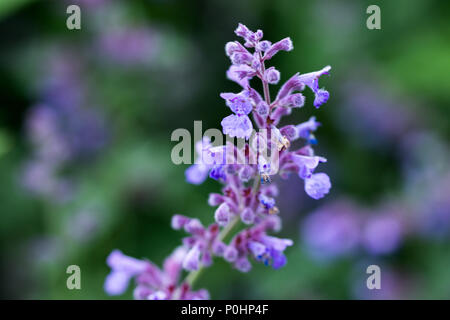 Chatsworth, Großbritannien. 9 Jun, 2018. Nepeta Rhythmus der Farbe RHS Chatsworth Flower Show, UK. Credit: Athina England/Alamy Leben Nachrichten. Stockfoto