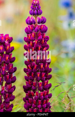 Chatsworth, Großbritannien. 9 Jun, 2018. Lila und Orange Lupin Mind the Gap: Halten Bienen unterwegs RHS Chatsworth Flower Show, UK. Credit: Athina England/Alamy Leben Nachrichten. Stockfoto