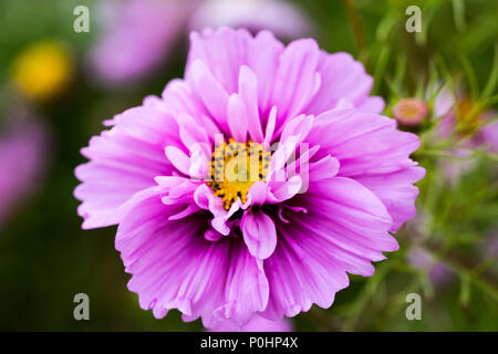 Chatsworth, Großbritannien. 9 Jun, 2018. Lila Kosmos von Kosmos Boarder RHS Chatsworth Flower Show, UK. Credit: Athina England/Alamy Leben Nachrichten. Stockfoto