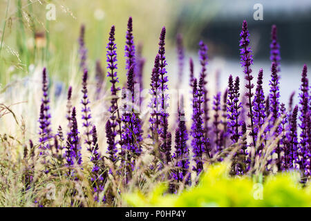 Chatsworth, Großbritannien. 9 Jun, 2018. Salvia und Gras Summer Breeze RHS Chatsworth Flower Show, UK. Credit: Athina England/Alamy Leben Nachrichten. Stockfoto