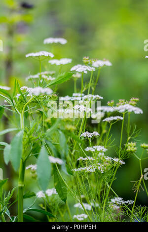 Chatsworth, Großbritannien. 9 Jun, 2018. Weiß Achillea Splash lange Boarder RHS Chatsworth Flower Show, UK. Credit: Athina England/Alamy Leben Nachrichten. Stockfoto