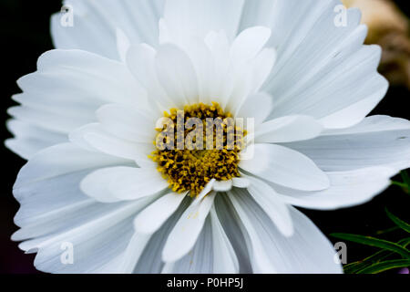 Chatsworth, Großbritannien. 9 Jun, 2018. Weiß Cosmos von Kosmos Boarder RHS Chatsworth Flower Show, UK. Credit: Athina England/Alamy Leben Nachrichten. Stockfoto