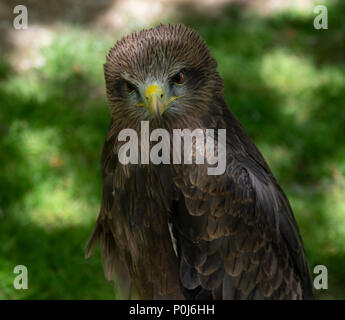 Schwarze Drachen, Raubvogel Stockfoto
