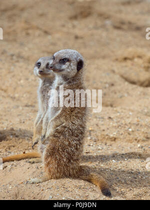 Schlank-tailed Erdmännchen Suricata suricatta Erwachsene und junge Stockfoto