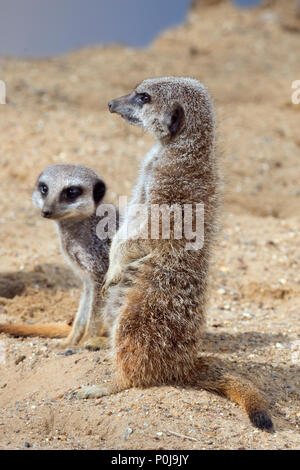 Schlank-tailed Erdmännchen Suricata suricatta Erwachsene und junge Stockfoto