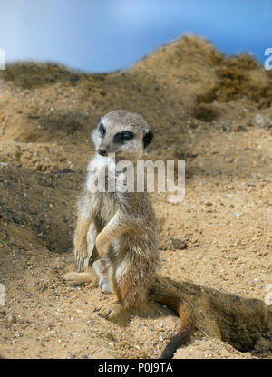 Schlank-tailed Erdmännchen Suricata suricatta Erwachsene und junge Stockfoto