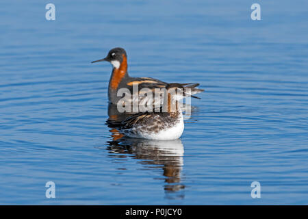 Odinshühnchen (Phalaropus Lobatus) männlich und weiblich Paar in Zucht Gefieder im Loch der Funzie auf Fetlar, Shetlandinseln, Schottland, Großbritannien Stockfoto