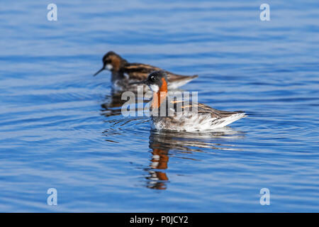 Odinshühnchen (Phalaropus Lobatus) männlich und weiblich Paar in Zucht Gefieder im Loch der Funzie auf Fetlar, Shetlandinseln, Schottland, Großbritannien Stockfoto