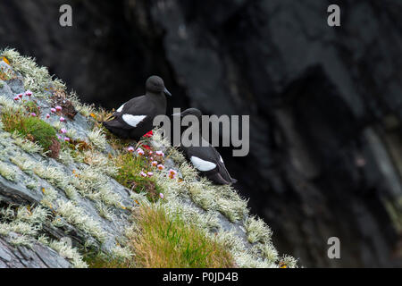 Zwei Gryllteisten/tysties (Cepphus Grylle) ruht auf Felsvorsprung in Sea Cliff, Shetlandinseln, Schottland, Großbritannien Stockfoto