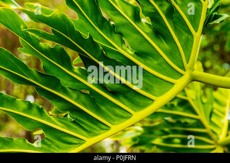 Detail der komplizierten Philodendron Blatt; Araceae; Pflanze; South Central Florida, USA Stockfoto