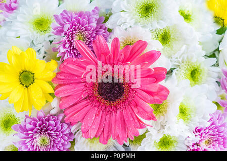 Schönen Blumenstrauß weiss und lila Chrysantheme und Rosa Gerbera Blumen close up Stockfoto