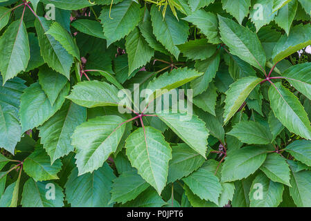 Grüne Virginia Creeper Hintergrund Stockfoto