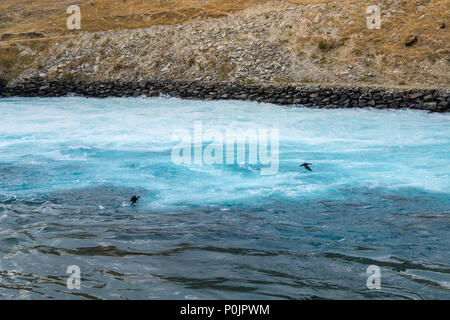 Kormoran Fliegen über Wasser Dampf aus Lake Hawea, Neuseeland Stockfoto