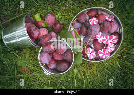 Ernte reife Pflaumen in einem Eimer auf dem grünen Rasen. Die Aussicht von oben. Stockfoto