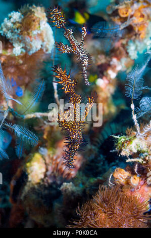 Reich verzierte unglaubliche Geisterpfeiffenfische {Solenostomus paradoxus} koppeln. Lembeh Sulawesi, Indonesien. Stockfoto