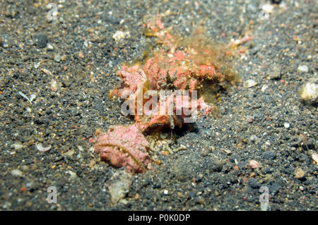 Spiny Devilfish - Inimicus didactylus. Es ist lang und scharfen Rückenflosse giftige Stacheln, die sehr schmerzhafte Stiche verursachen können. Lembeh, Nord Sulawesi, Stockfoto