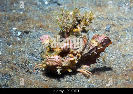 Spiny Devilfish - Inimicus didactylus. Es ist lang und scharfen Rückenflosse giftige Stacheln, die sehr schmerzhafte Stiche verursachen können. Lembeh, Nord Sulawesi, Stockfoto