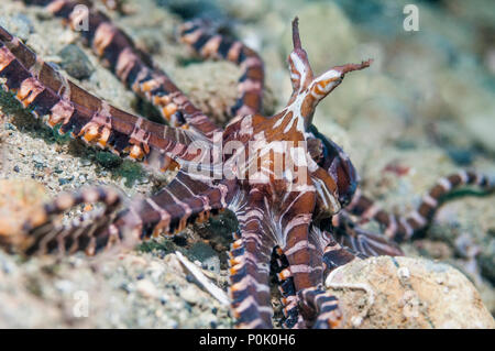 [Wunderpus Wonderpus photogenicus] kann Farbe spektakulär verändern und auf viele verschiedene Formen annehmen. Ambon, Indonesien Stockfoto