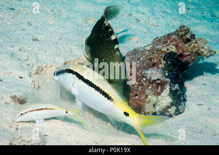 Abudjubbe's Glanz lippfisch (Cheilinus abudjubbe) nach einer Dash-und-dot Meerbarben (Parupeneus barbarinus) Graben im Sand. Ägypten, Rotes Meer. Stockfoto
