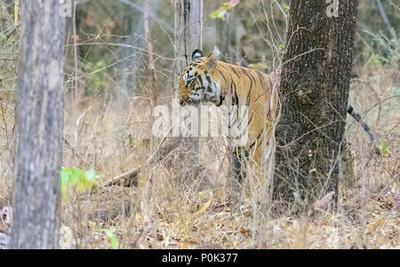 Royal Bengal Tiger Panthera tigris, Fütterung auf Beute, Kopieren sapce Stockfoto